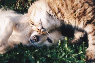 Fortalecendo Políticas de Bem‑Estar Animal: O Papel da Câmara de Maringá na Transformação Social