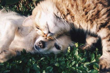 Fortalecendo Políticas de Bem‑Estar Animal: O Papel da Câmara de Maringá na Transformação Social