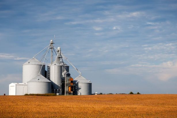 Silos de armazenamento de grãos em meio a uma plantação dourada sob céu azul.