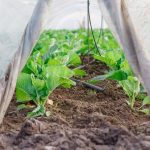 Hortaliças cultivadas em uma estufa protegida por túnel plástico, medida de adaptação para reduzir perdas na agricultura.