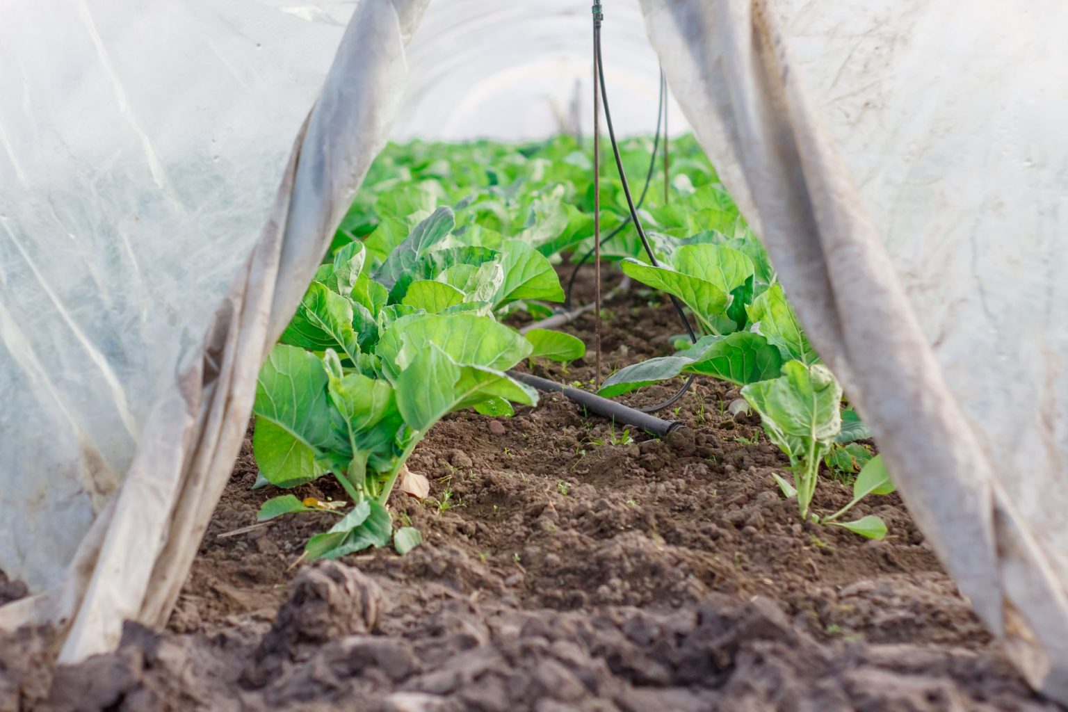Hortaliças cultivadas em uma estufa protegida por túnel plástico, medida de adaptação para reduzir perdas na agricultura.