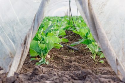 Hortaliças cultivadas em uma estufa protegida por túnel plástico, medida de adaptação para reduzir perdas na agricultura.