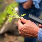 Produtor rural examina uma planta em uma lavoura usando um smartphone.
