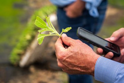Produtor rural examina uma planta em uma lavoura usando um smartphone.