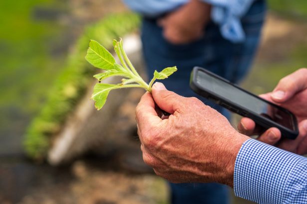 Produtor rural examina uma planta em uma lavoura usando um smartphone.